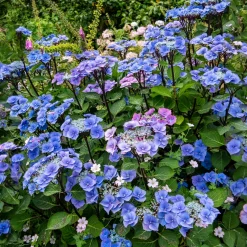 Hortensia Zorro Bleu - Un bleu qui change tout