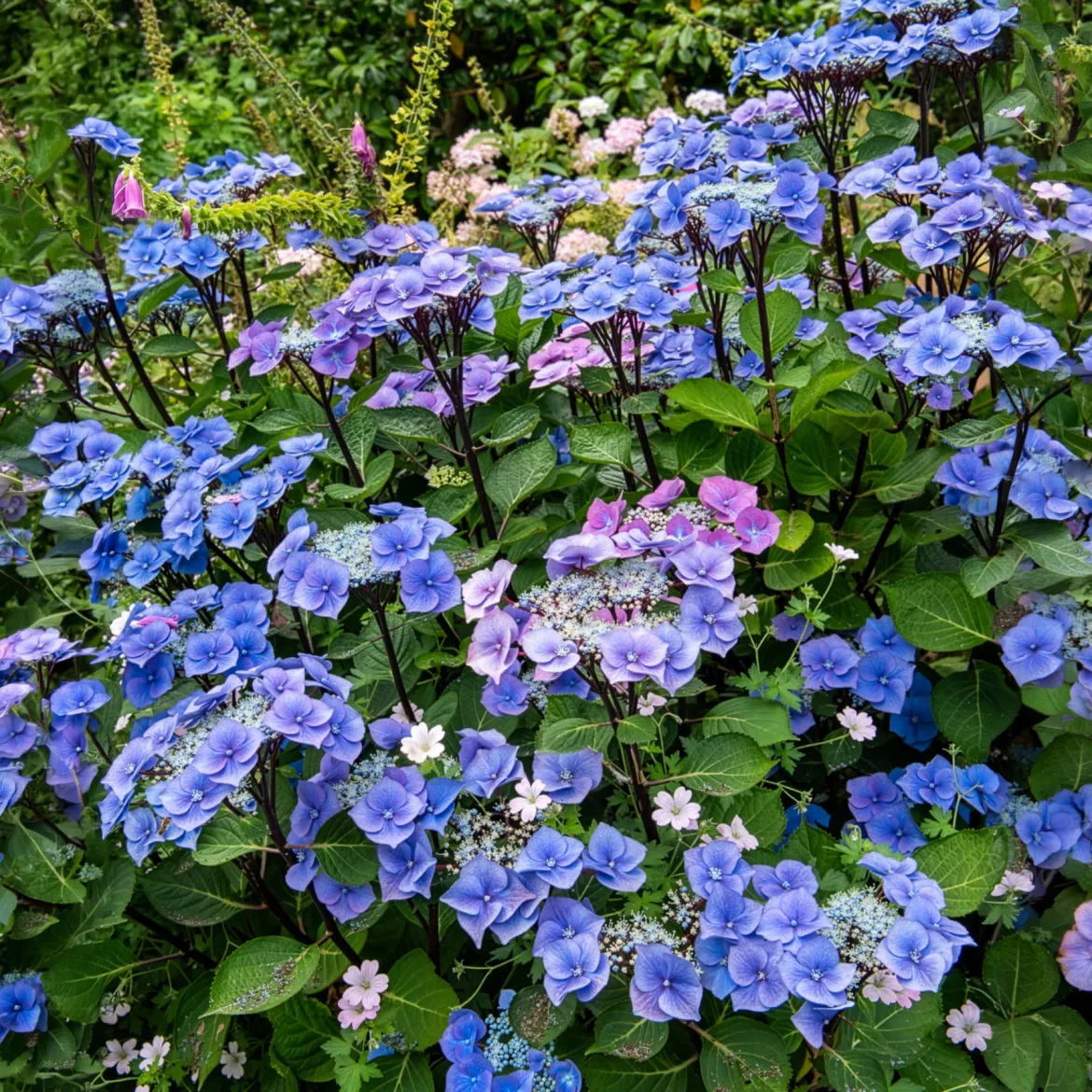 Hortensia Zorro Bleu - Un bleu qui change tout