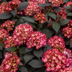 Hortensie macrophylla 'Eclipse Bailmacseven' - Feuillage sombre, fleurs rouges