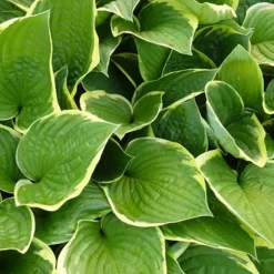 Hosta Aureomarginata Funkia - L'ombre enfin lumineuse