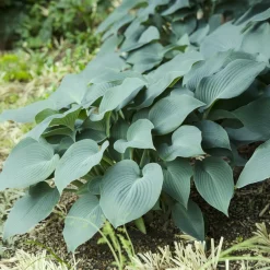 Hosta Blue Cadet - Le bleu qui illumine l'ombre