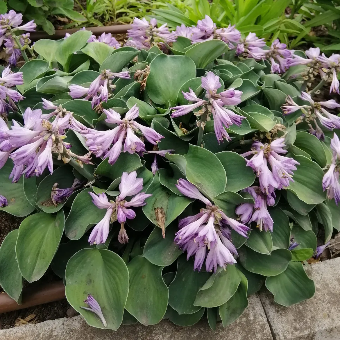 Hosta 'Blue Mouse Ears' - Le petit hosta qui fait l'effet