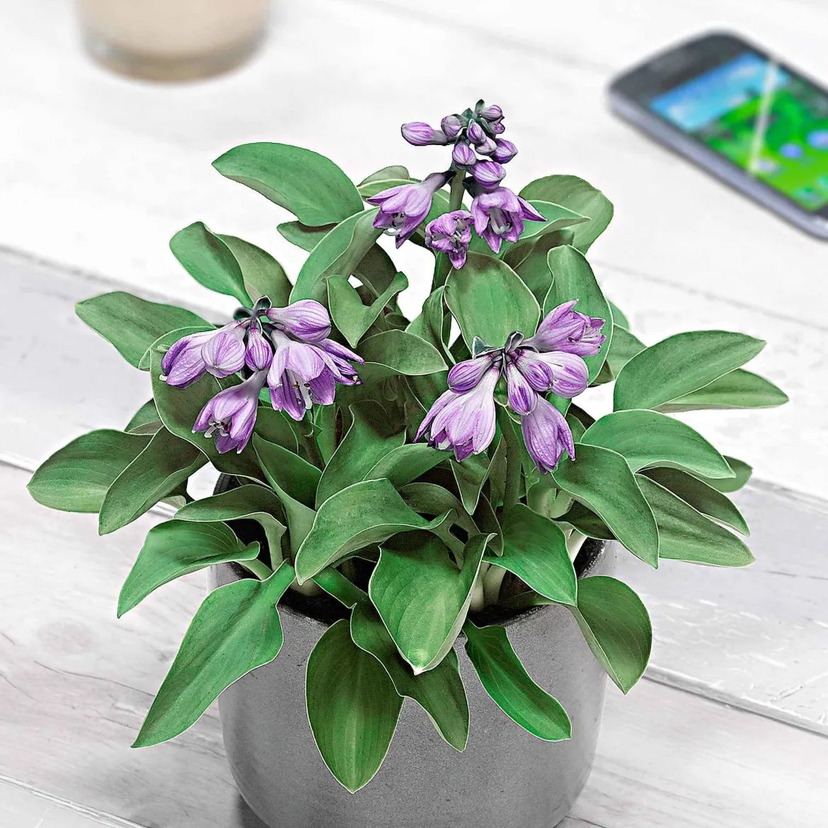 Hosta 'Blue Mouse Ears' - Le petit hosta qui fait l'effet