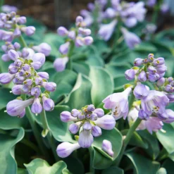 Hosta 'Blue Mouse Ears' - Le petit hosta qui fait l'effet
