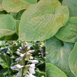 Hosta Bressingham blue