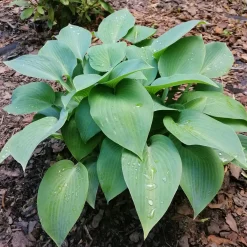 Hosta Canadian Blue Funkia - Le bleu qui illumine l'ombre