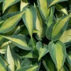 Hosta Catherine - L'ombre enfin décorée