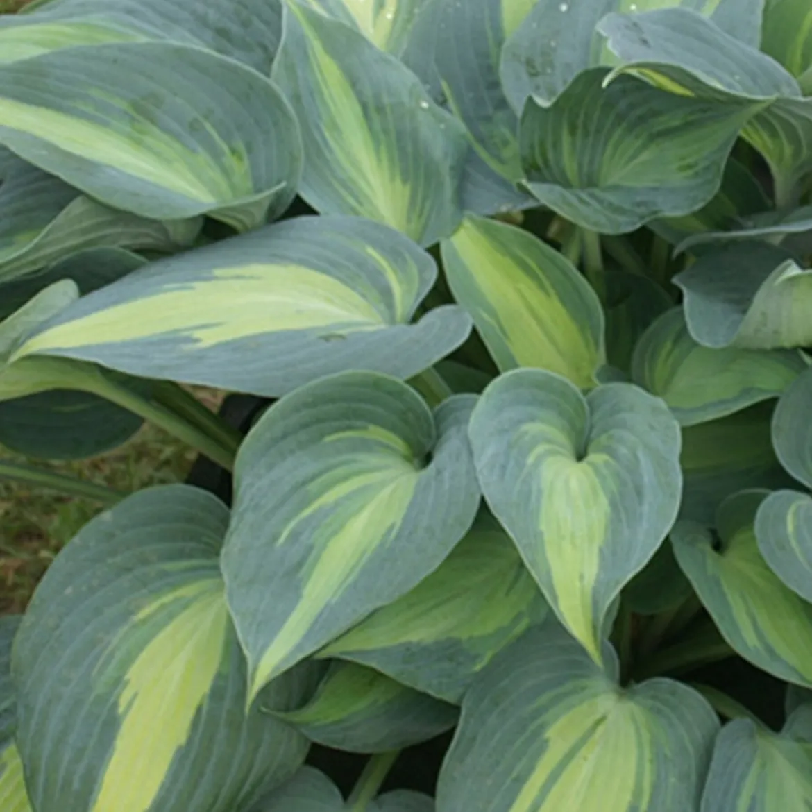 Hosta Catherine - L'ombre enfin décorée