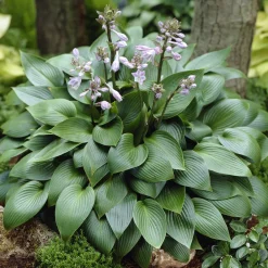 Hosta Devon green - Le vert qui illumine l'ombre