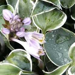 Hosta El Nino - L'ombre devient lumineuse