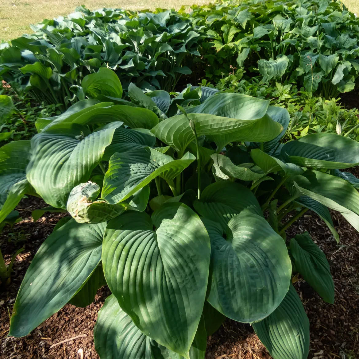 Hosta Empress Wu - Le géant qui remplit l'ombre