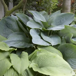 Hosta Empress Wu - Le géant qui remplit l'ombre