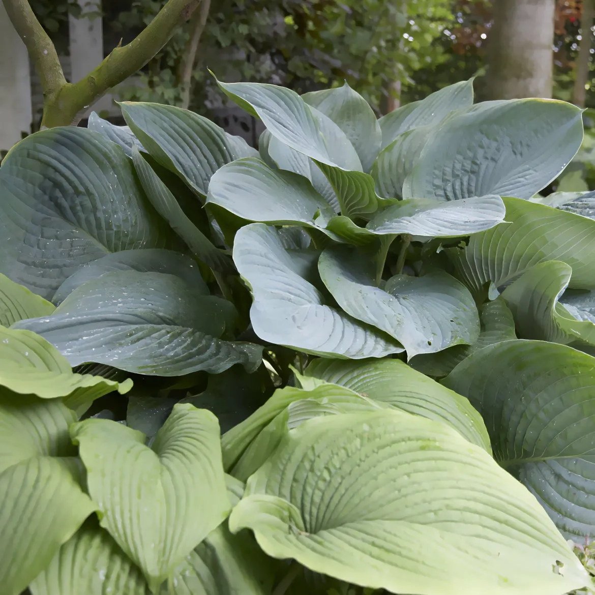 Hosta Empress Wu - Le géant qui remplit l'ombre