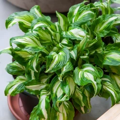 Hosta à feuilles ondulées Mediovariegata - Illuminez vos coins d'ombre