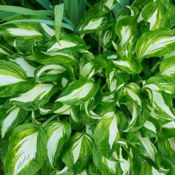Hosta à feuilles ondulées Mediovariegata - Illuminez vos coins d'ombre