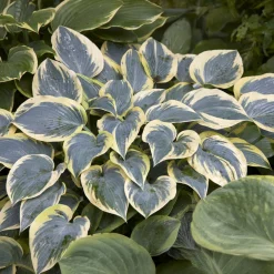 Hosta First Frost - L'ombre prend des couleurs