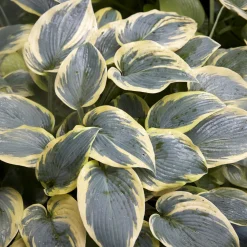 Hosta First Frost - L'ombre prend des couleurs