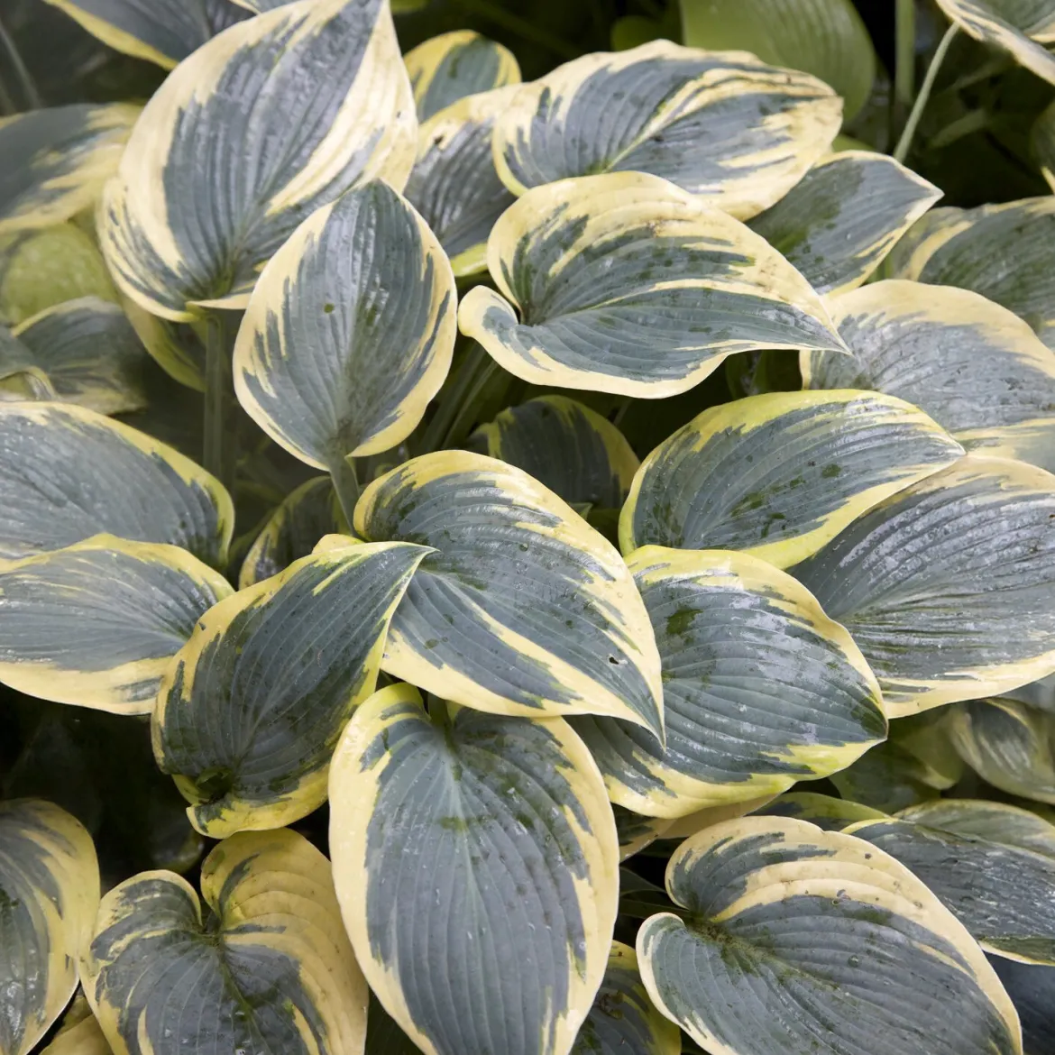 Hosta First Frost - L'ombre prend des couleurs