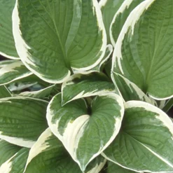 Hosta Francee - L'ombre devient lumineuse