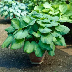 Hosta Guacamole - Un feuillage géant sans effort