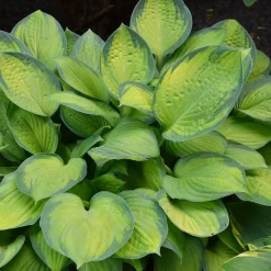Hosta Guacamole - Un feuillage géant sans effort