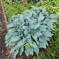 Hosta Halcyon - Le bleu qui illumine l'ombre