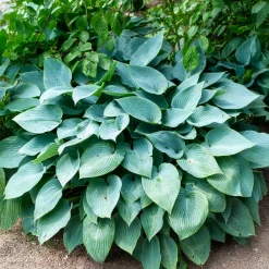 Hosta Halcyon - Le bleu qui illumine l'ombre