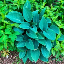 Hosta Halcyon - Le bleu qui illumine l'ombre