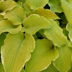 Hosta Lakeside Cha Cha