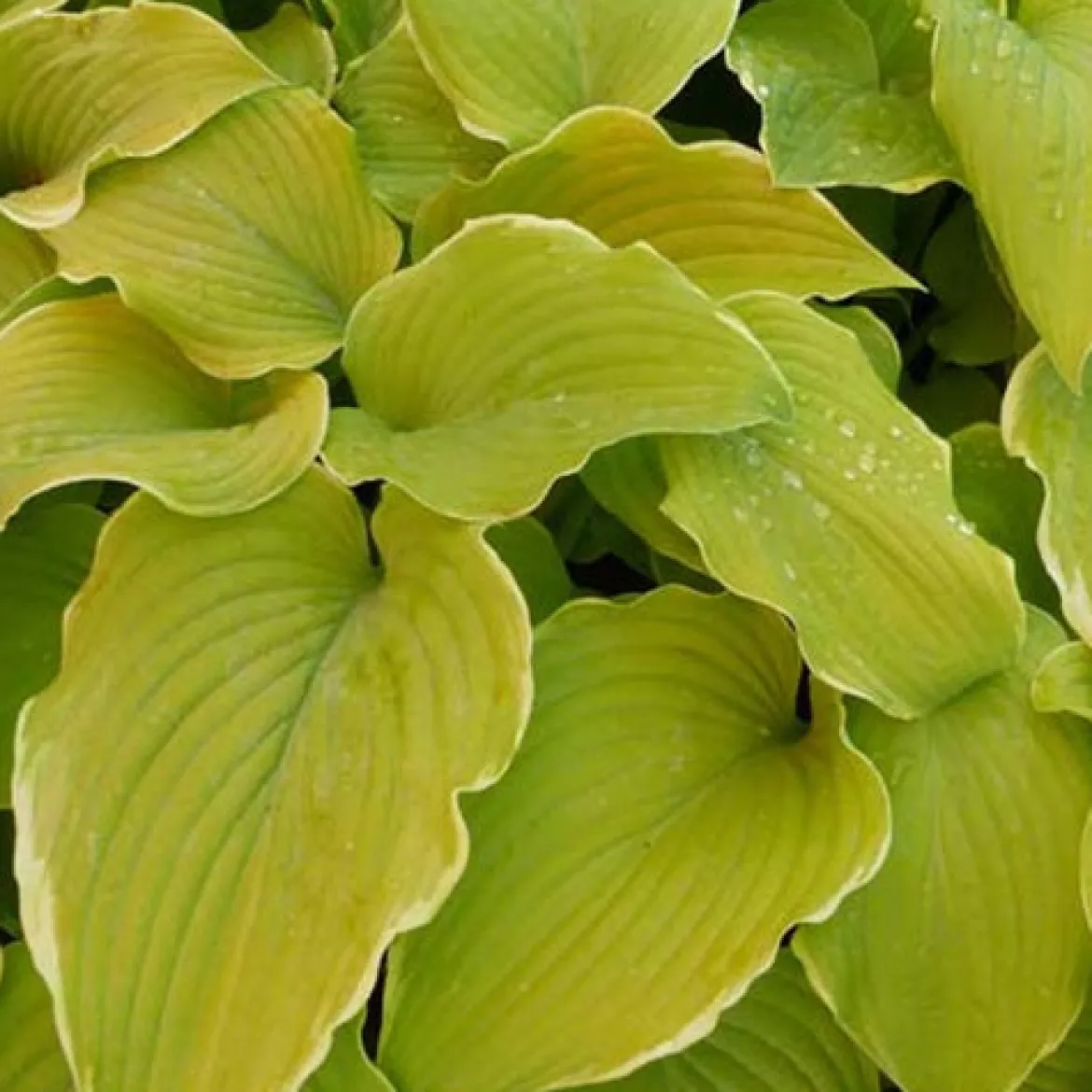 Hosta Lakeside Cha Cha