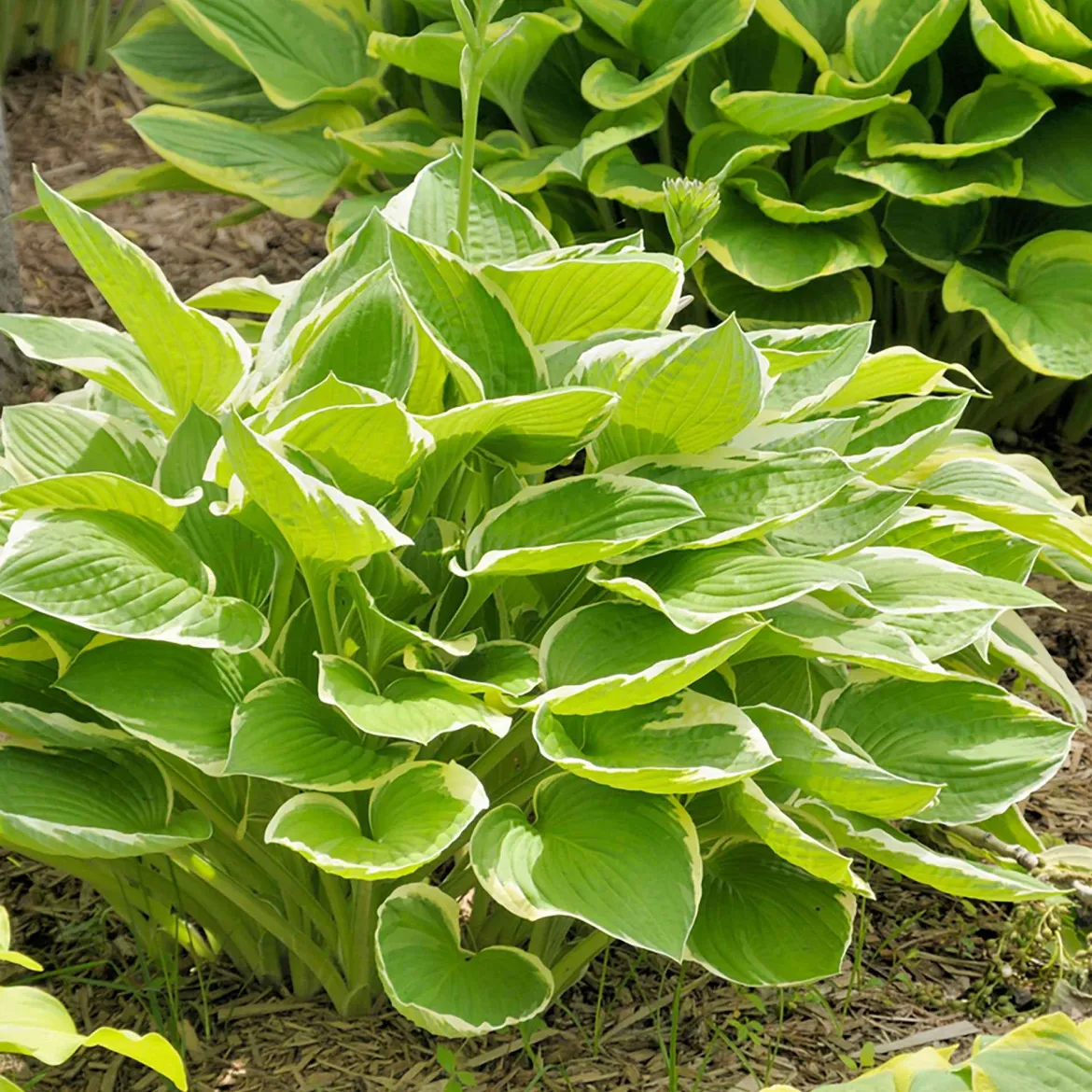 Hosta 'Patriot' - L'ombre enfin lumineuse