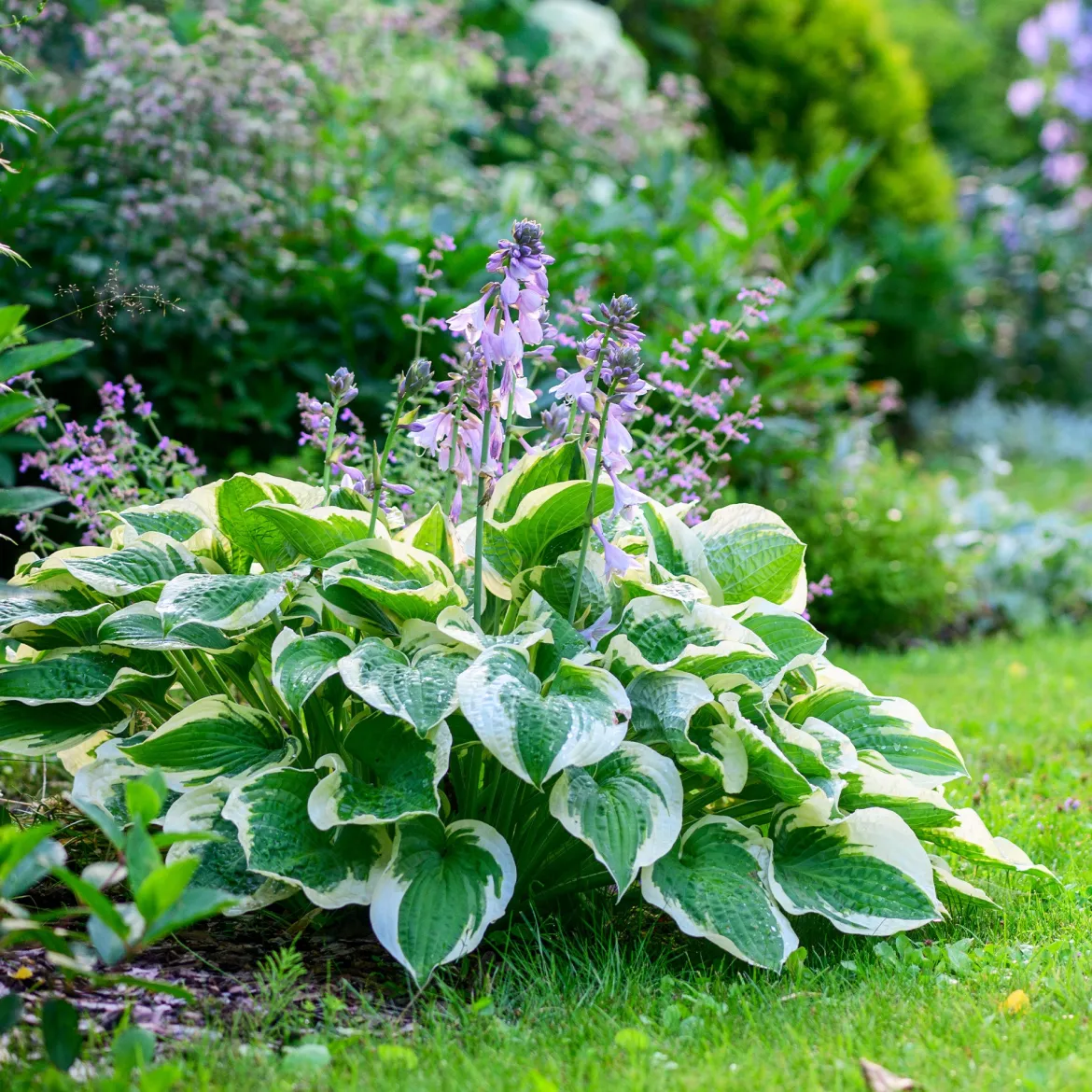 Hosta 'Patriot' - L'ombre enfin lumineuse