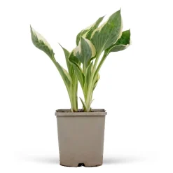 Hosta 'Patriot' - L'ombre enfin lumineuse