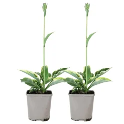Hosta 'Patriot' - L'ombre enfin lumineuse