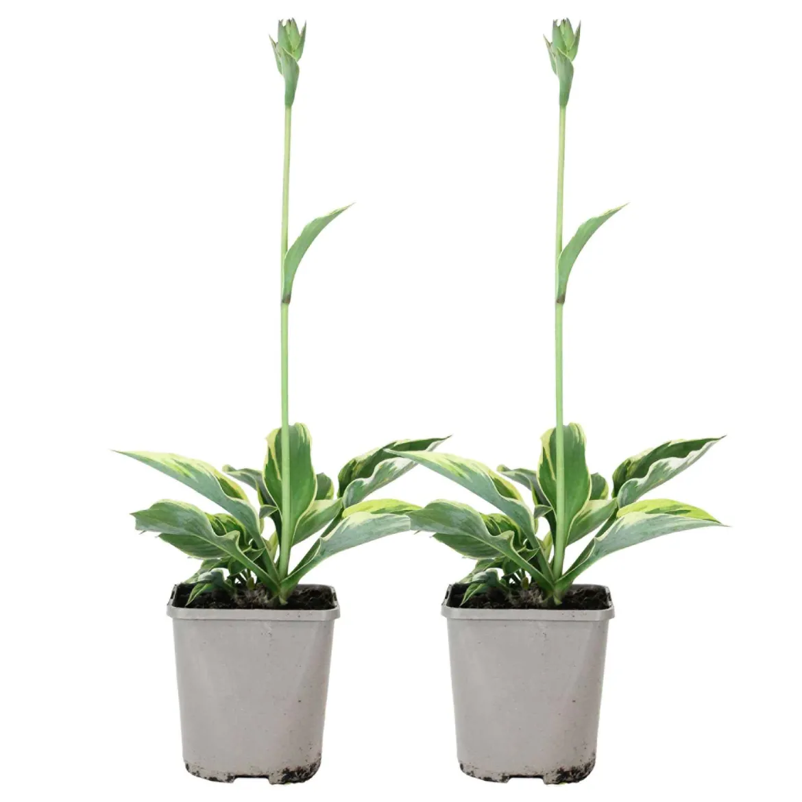 Hosta 'Patriot' - L'ombre enfin lumineuse