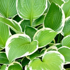 Hosta 'Patriot' - L'ombre enfin lumineuse