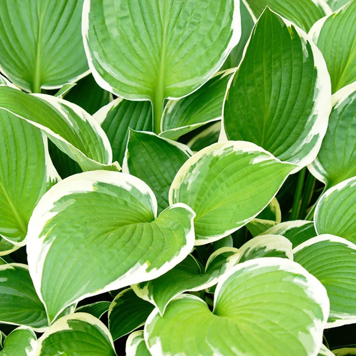 Hosta 'Patriot' - L'ombre enfin lumineuse