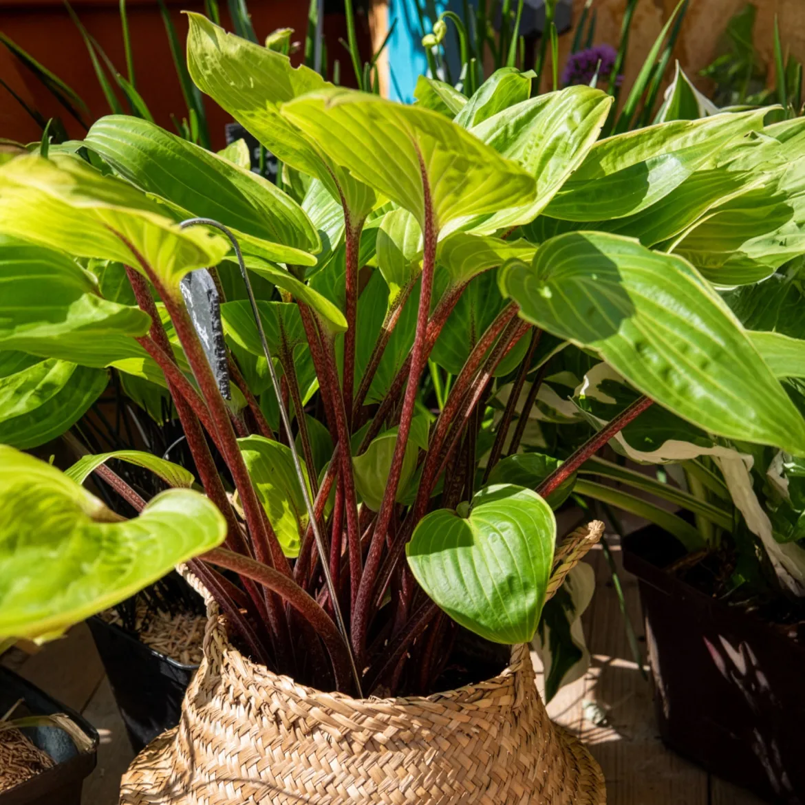 Hosta Purple Heart - L'ombre enfin sublimée