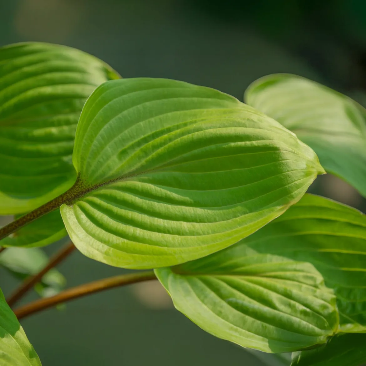 Hosta Purple Heart - L'ombre enfin sublimée