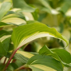 Hosta Raspberry Sundae - L'ombre devient lumineuse