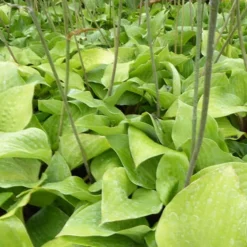 Hosta Red Cadet - L'ombre enfin sublimée