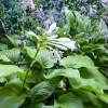 Hosta Royal Standard - L'ombre enfin fleurie
