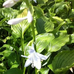 Hosta Royal Standard - L'ombre enfin fleurie
