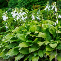 Hosta Royal Standard - L'ombre enfin fleurie