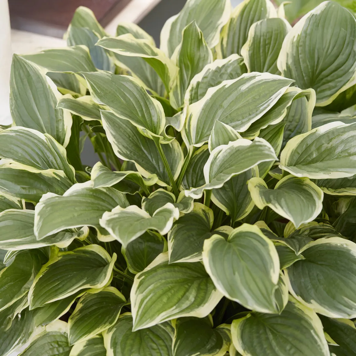 Hosta So Sweet - L'ombre enfin parfumée