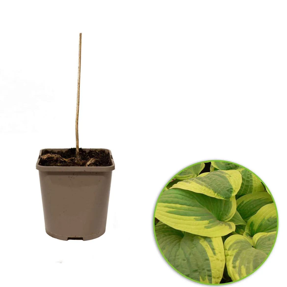 Hosta 'Wide Brim' - L'ombre devient lumineuse