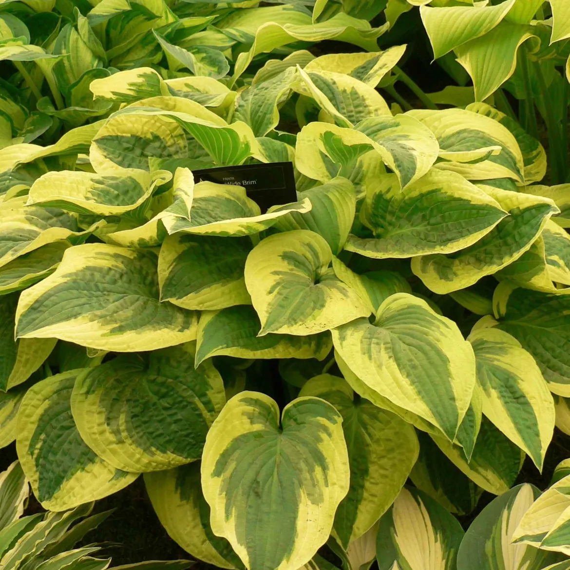 Hosta 'Wide Brim' - L'ombre devient lumineuse