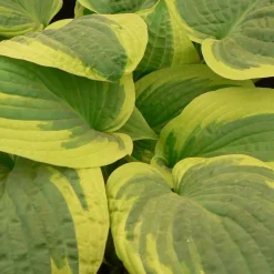 Hosta 'Wide Brim' - L'ombre devient lumineuse