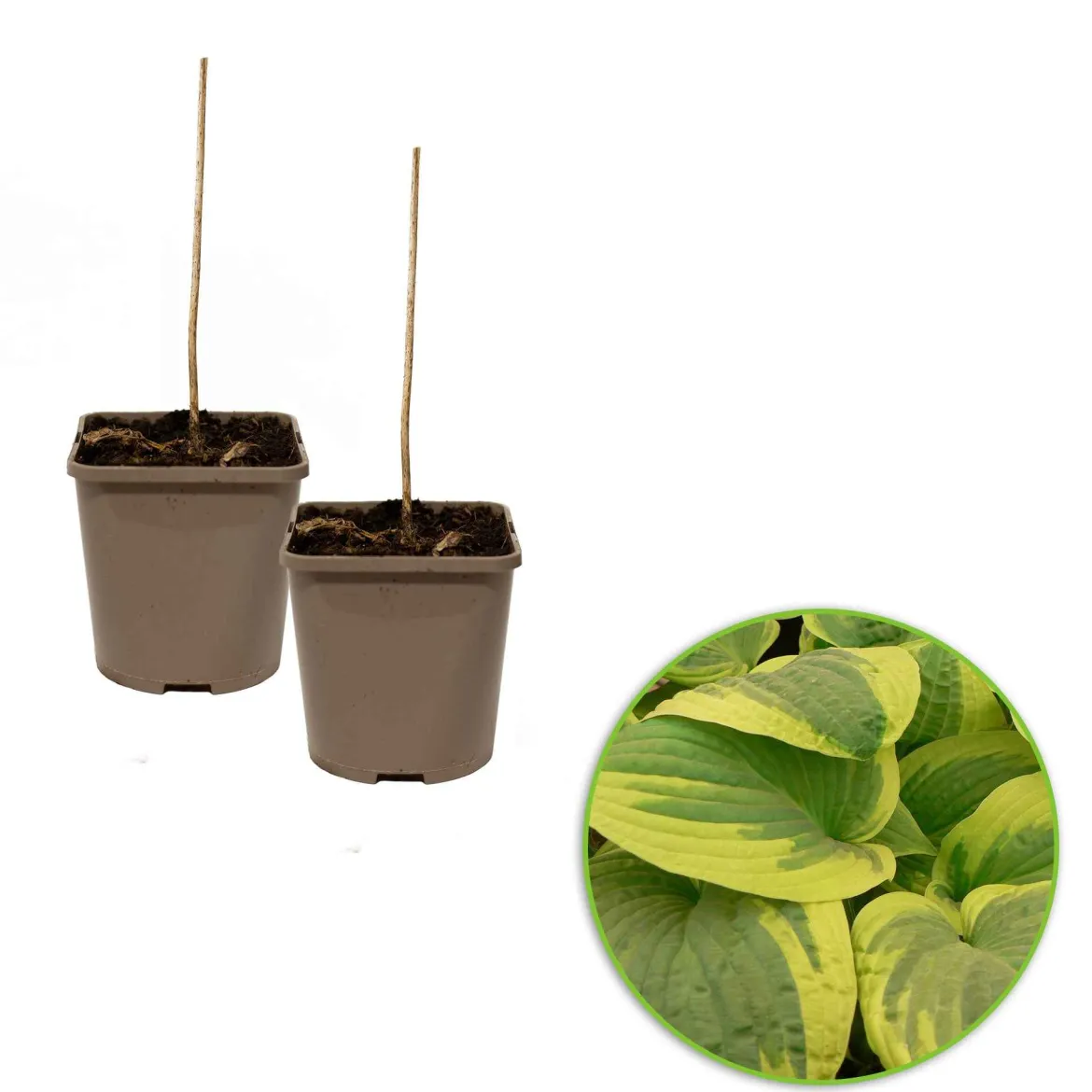 Hosta 'Wide Brim' - L'ombre devient lumineuse