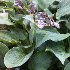 Hosta Winfield Blue